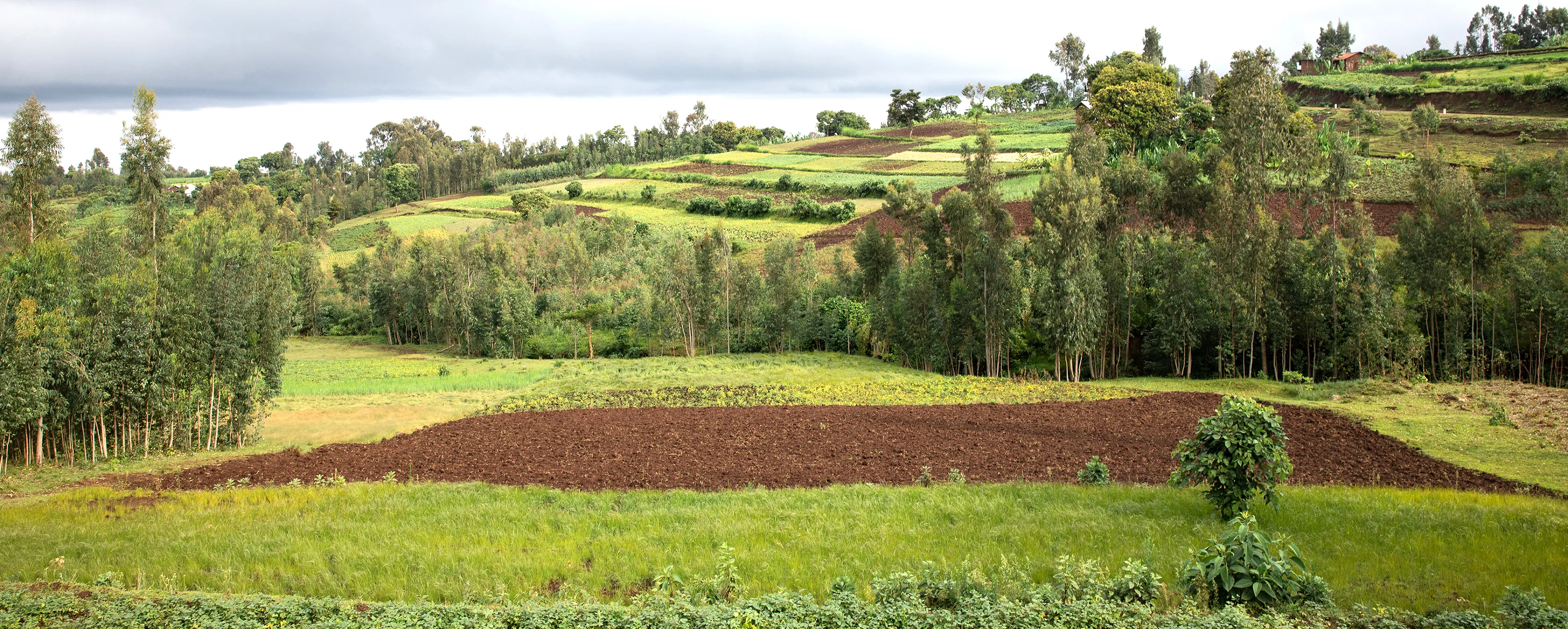 Ethiopia landscape